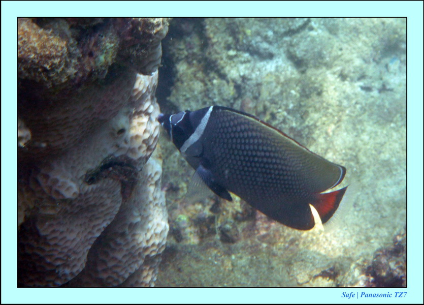2011 - 03 - Koh Ngai 113